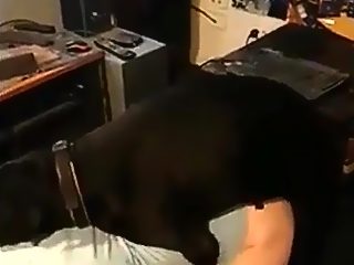 Dog fucking gay compilation. Home video on phone