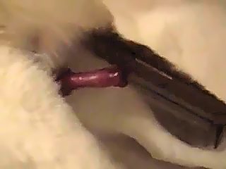 Man vs dog sex