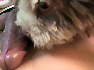 Dog lick dick compilation