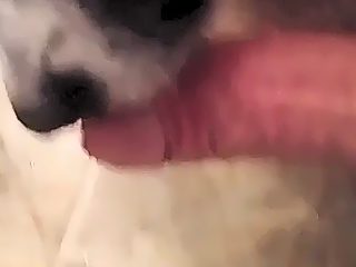 Dog lick dick compilation