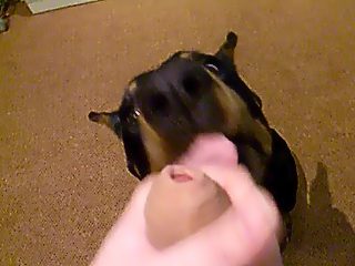 Dog sucking dick compilation