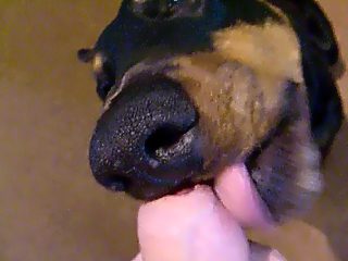 Dog sucking dick compilation