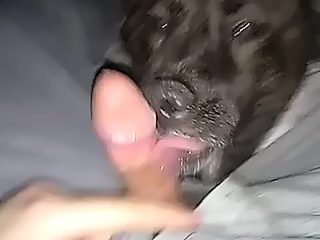 Dog licks guys dick porn