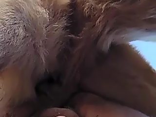 Dog knotted gay