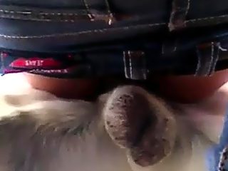 Dog knotted gay