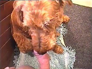 Dog sucks dick porn