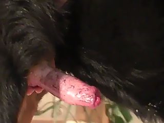 Man x dog porn