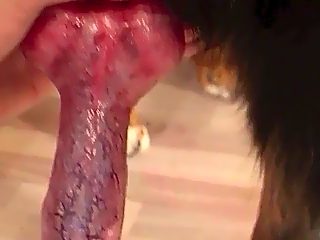 Man x dog porn