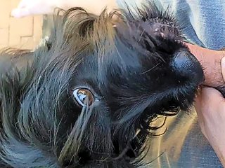 Dog sucks man cock