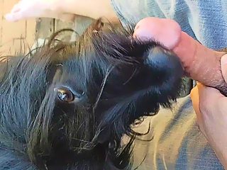 Dog sucks man cock