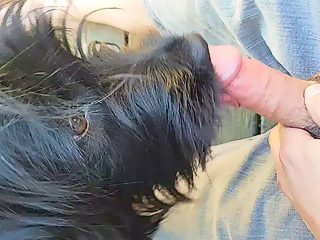 Dog sucks man cock
