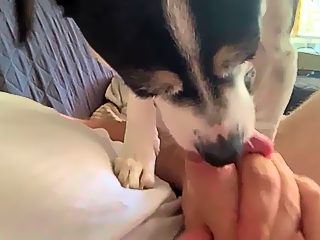Dog sucks man cock