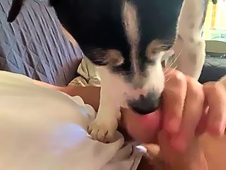 Dog sucks man cock