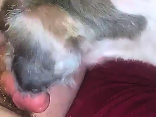 Dogs sucking dick