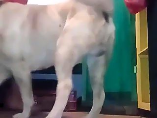 Dog cum in gay ass