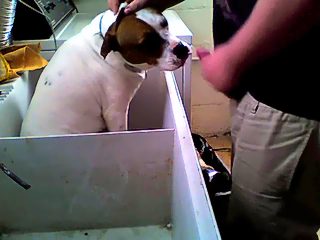 Dog sucks mans dick porn