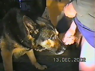 Dog sucks mans dick porn