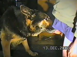 Dog sucks mans dick porn