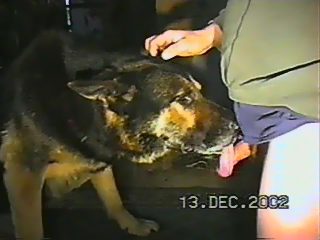 Dog sucks mans dick porn