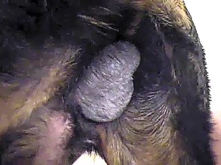 Male fucked by dog in ass and mouth
