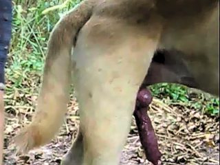 Man dog sex
