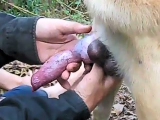Man dog sex